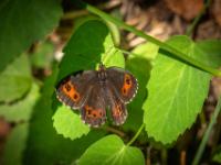 Weißbindiger Mohrenfalter